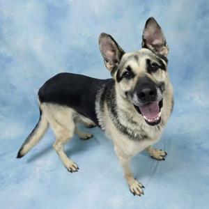 A German Shepherd dog standing on a blue background, looking up with its mouth open and tongue out.