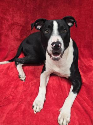 Dexter, Mixed Breed, young, available for adoption