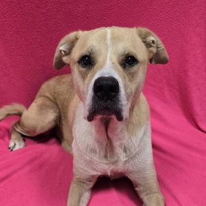 Samantha, Mixed Breed, senior, available for adoption