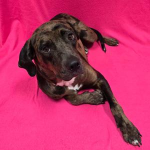 A brindle-colored dog with a white patch on its chest is lying on a bright pink surface. The dog has floppy ears and is looking directly at the camera.
