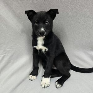 Pup 2, Mixed Breed, puppy, available for adoption