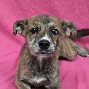 Pup 4, Mixed Breed, puppy, available for adoption