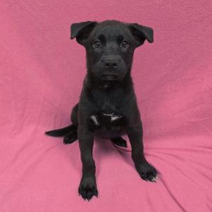 Pup 1, Mixed Breed, puppy, available for adoption