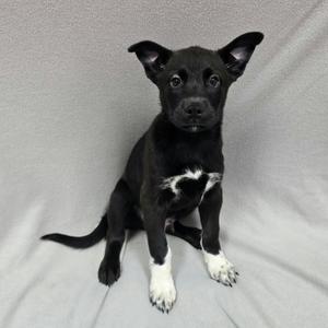 A black and white puppy sitting on a gray surface.