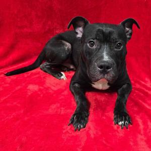 Buzz, Mixed Breed, adult, available for adoption