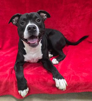 Milo, American Bully, adult, available for adoption