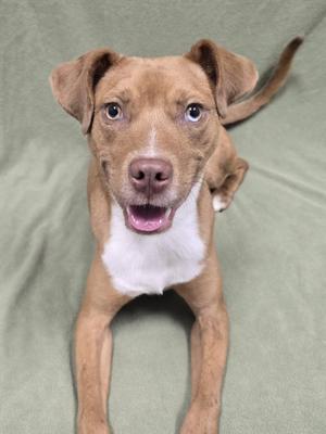 A brown and white puppy with floppy ears and a pink nose, sitting on a green blanket.