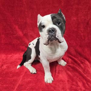 Apollo, American Bully, adult, available for adoption