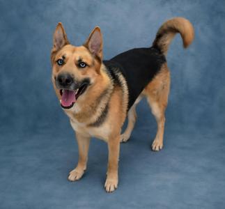 A tan and black German Shepherd mix with blue eyes and its tongue out, standing against a blue backdrop.