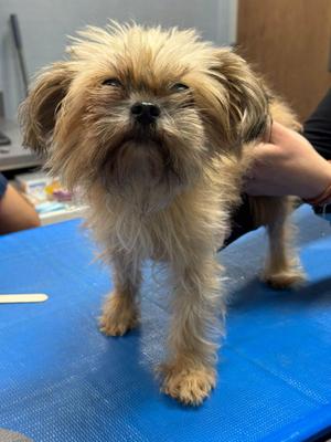 Lola Senior, Yorkshire Terrier, senior, available for adoption