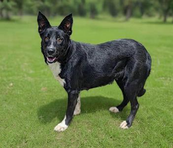 Layla, Shepherd, adult, available for adoption