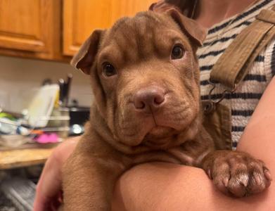 Higgins Puppy, Mixed Breed, young, available for adoption