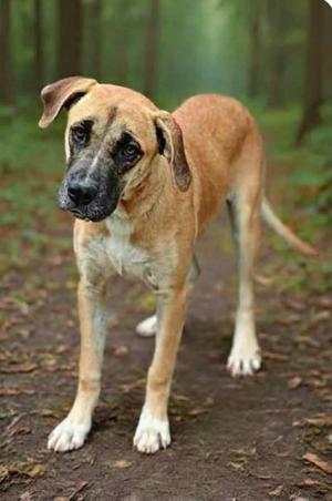 A brown and white dog with floppy ears standing on a forest path.