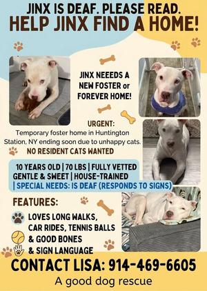 Jinx Deaf Senior, Pit Bull Terrier, senior, available for adoption
