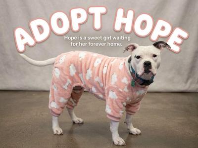 A dog wearing a pink onesie with white clouds, standing on a concrete floor with the text "ADOPT HOPE" above it.