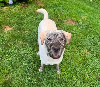 Bingo, Yellow Labrador Retriever, adult, available for adoption