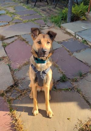 A brown and black dog wearing a harness sits on a stone path.