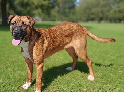 A brown and white dog standing on a grassy field with its tongue out.