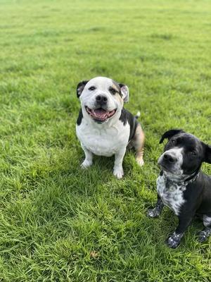 Brutus, English Bulldog / Beagle, adult, available for adoption