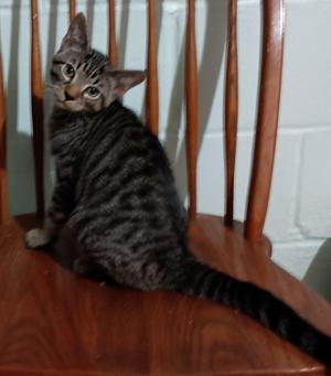 Seven26, kitten, available for adoption