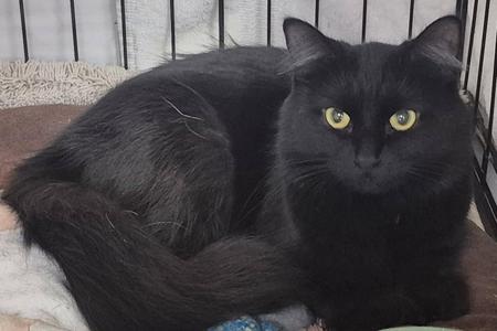 Serena26, adult, available for adoption