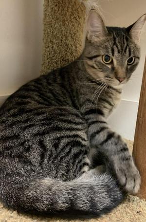 Gorgonzolla26, young, available for adoption