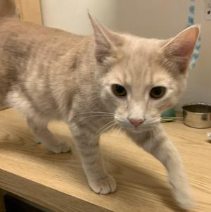 Gingerale26, kitten, available for adoption