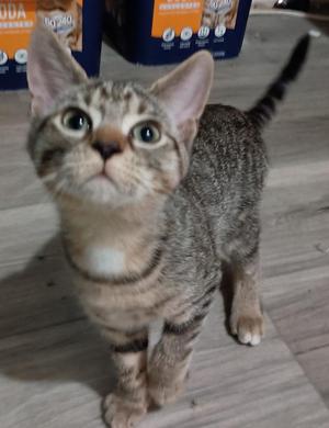 A gray tabby cat with large eyes and a white chest stands on a wooden floor, looking up at the camera.