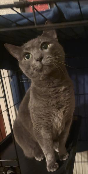 Charcoal26, adult, available for adoption