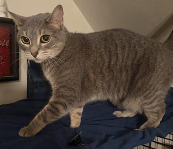 Millie26, adult, available for adoption