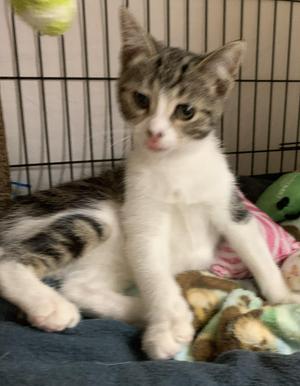 Kitkat26, kitten, available for adoption