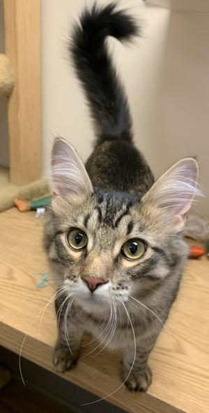 Guinness26, kitten, available for adoption