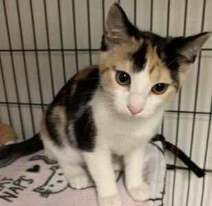 Ivanna26, kitten, available for adoption