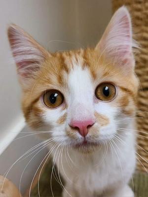 Harmon26, kitten, available for adoption