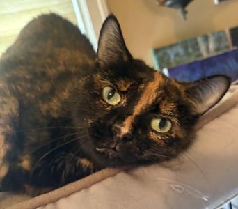 Mia26, adult, available for adoption