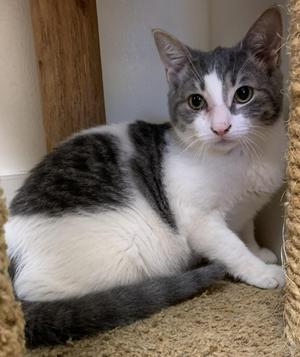 Fizzy25, young, available for adoption