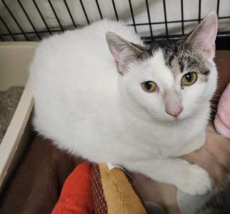 Fresca26, young, available for adoption