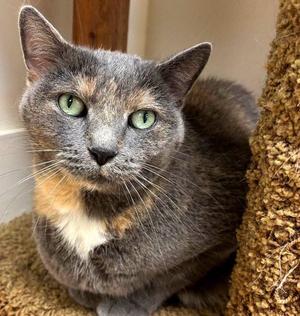 Blossom26, adult, available for adoption
