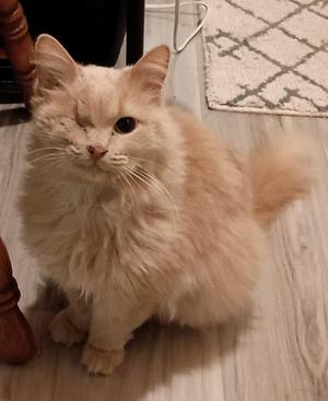 Wink26, adult, available for adoption