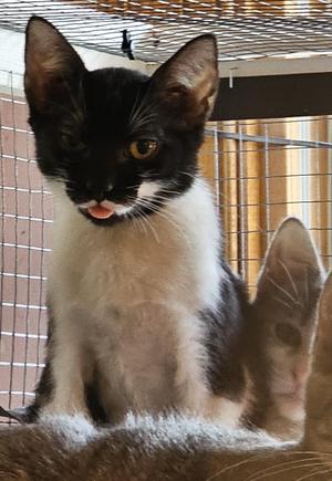 Benny26, young, available for adoption