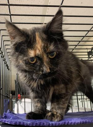 Marlo26, young, available for adoption