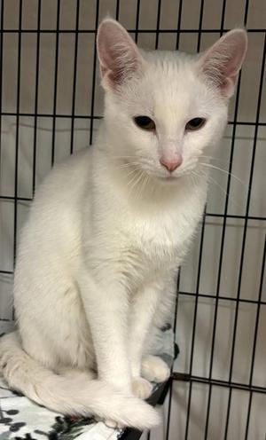 Alfredo25, young, available for adoption