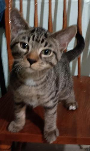 Stevie26, kitten, available for adoption