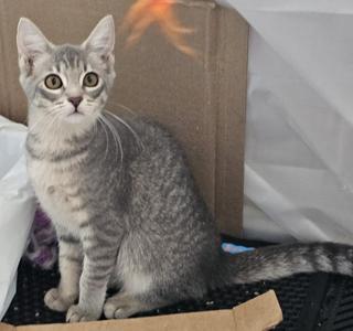 A gray tabby cat sitting in a cardboard box with a blurred orange object above its head.