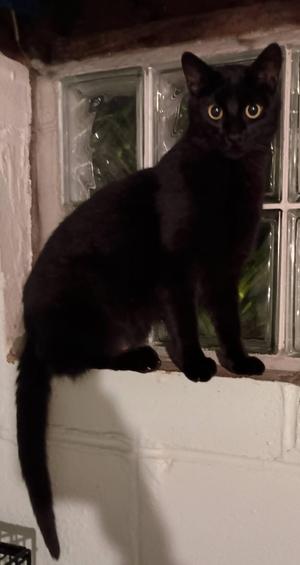 Gregory26, adult, available for adoption