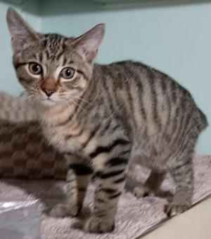 A tabby kitten standing on a textured surface, looking directly at the camera.