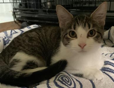 Annie26, kitten, available for adoption
