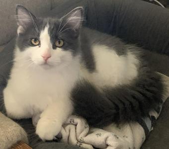 Axel26, kitten, available for adoption