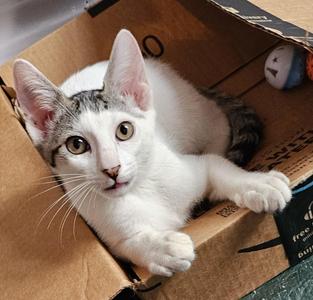 Garth26, young, available for adoption