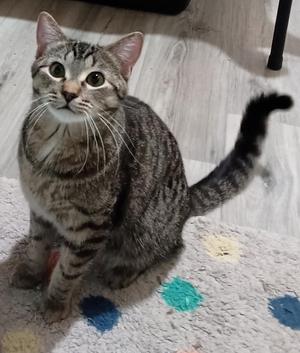 Darkwing26, adult, available for adoption